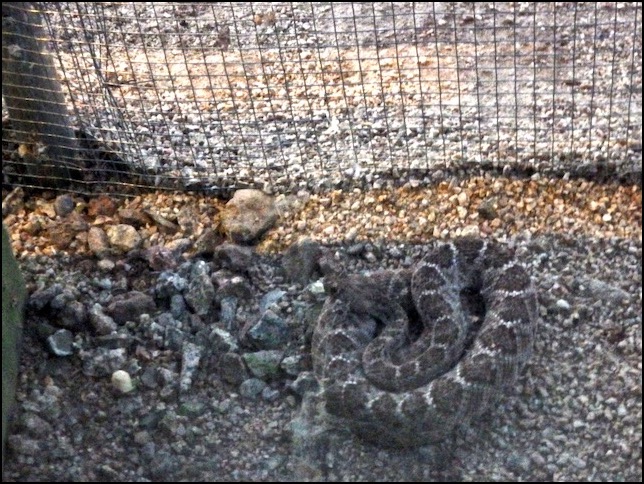 Rattlesnake by cat run on stones